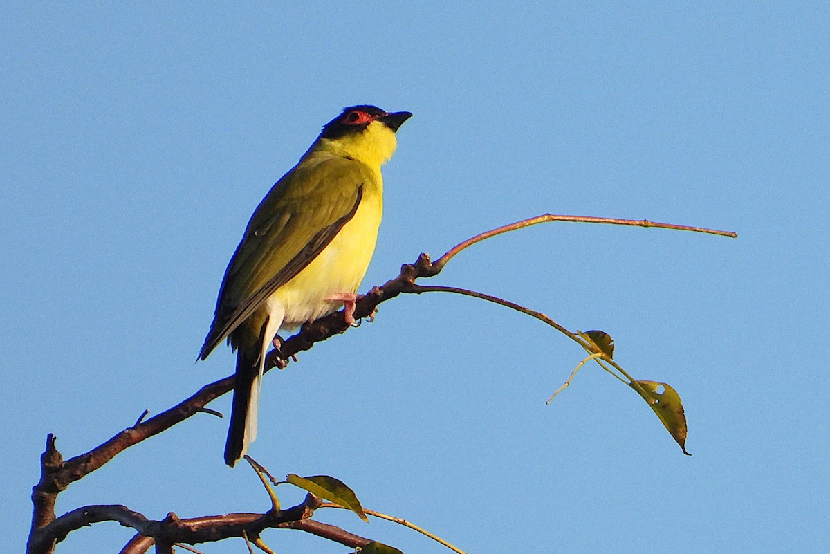 Australasian Figbird - ML638349345