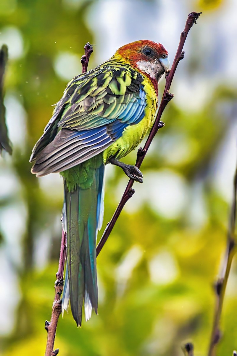 ナナクサインコ - ML638349346