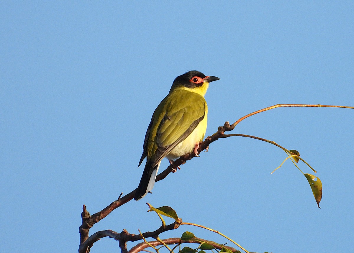 Australasian Figbird - ML638349347