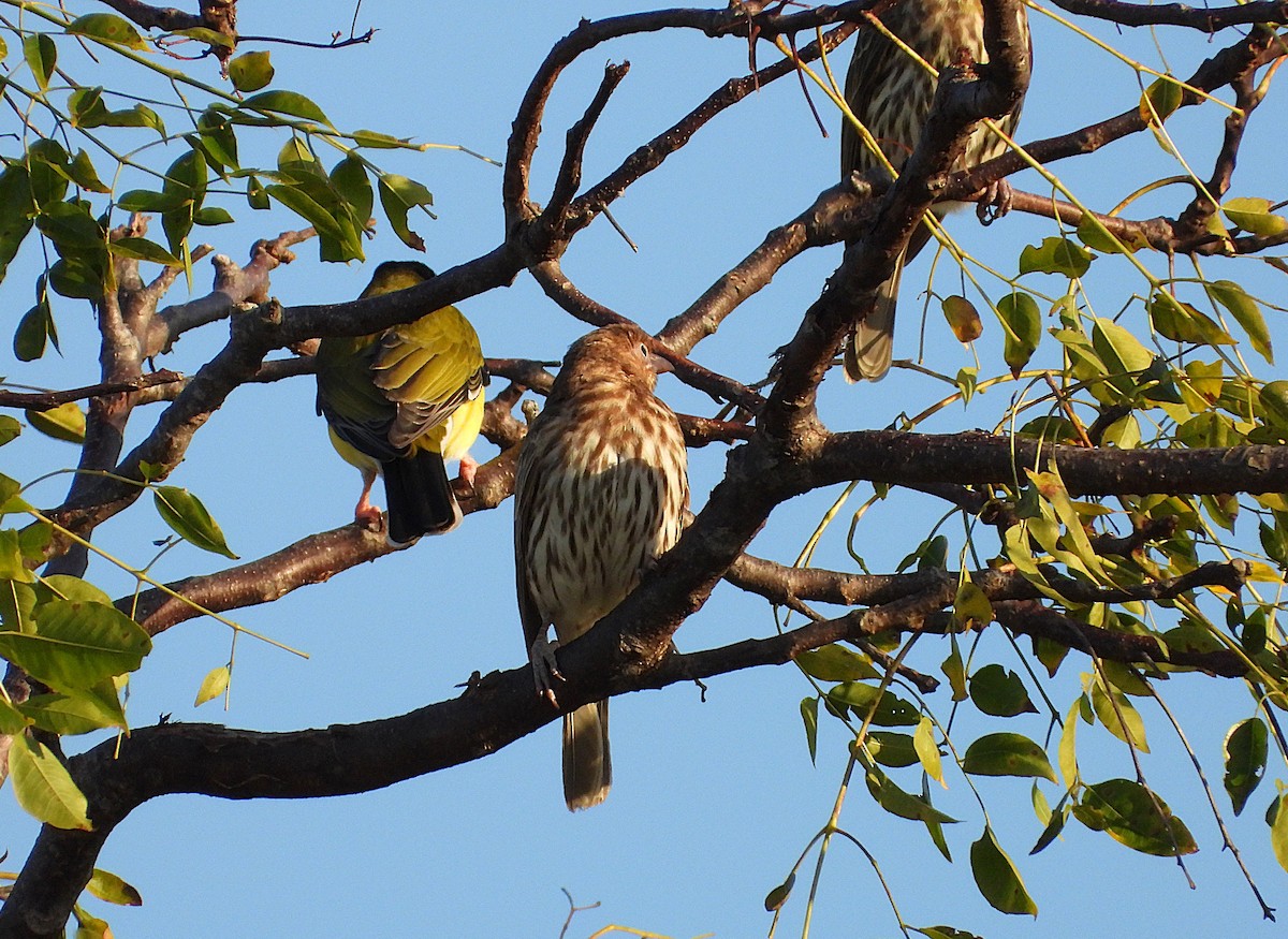 Australasian Figbird - ML638349349