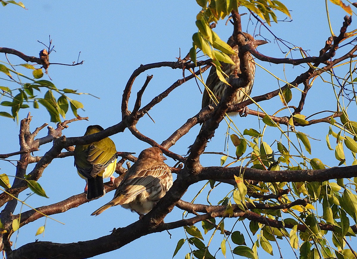 Australasian Figbird - ML638349350