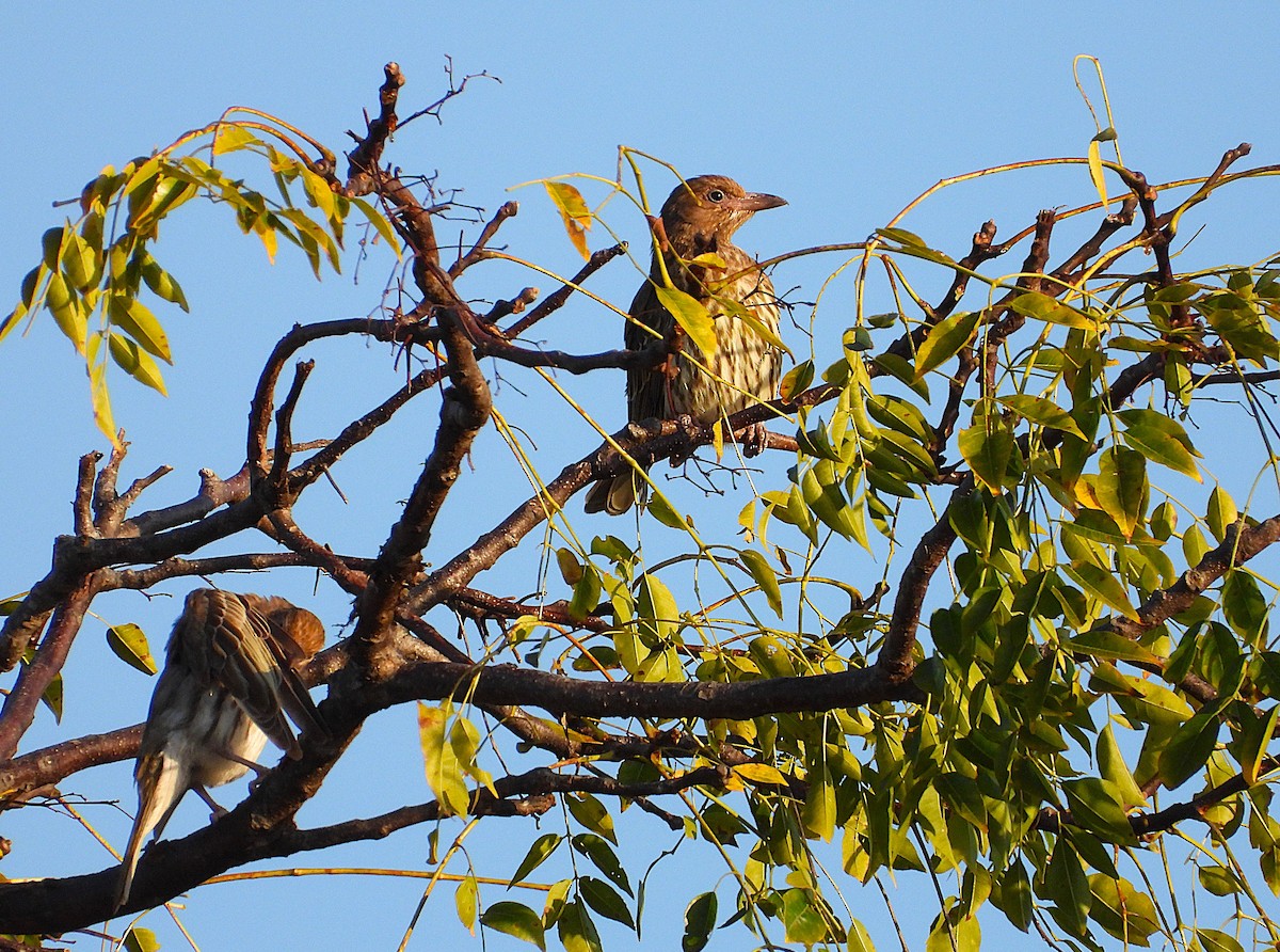 Australasian Figbird - ML638349353