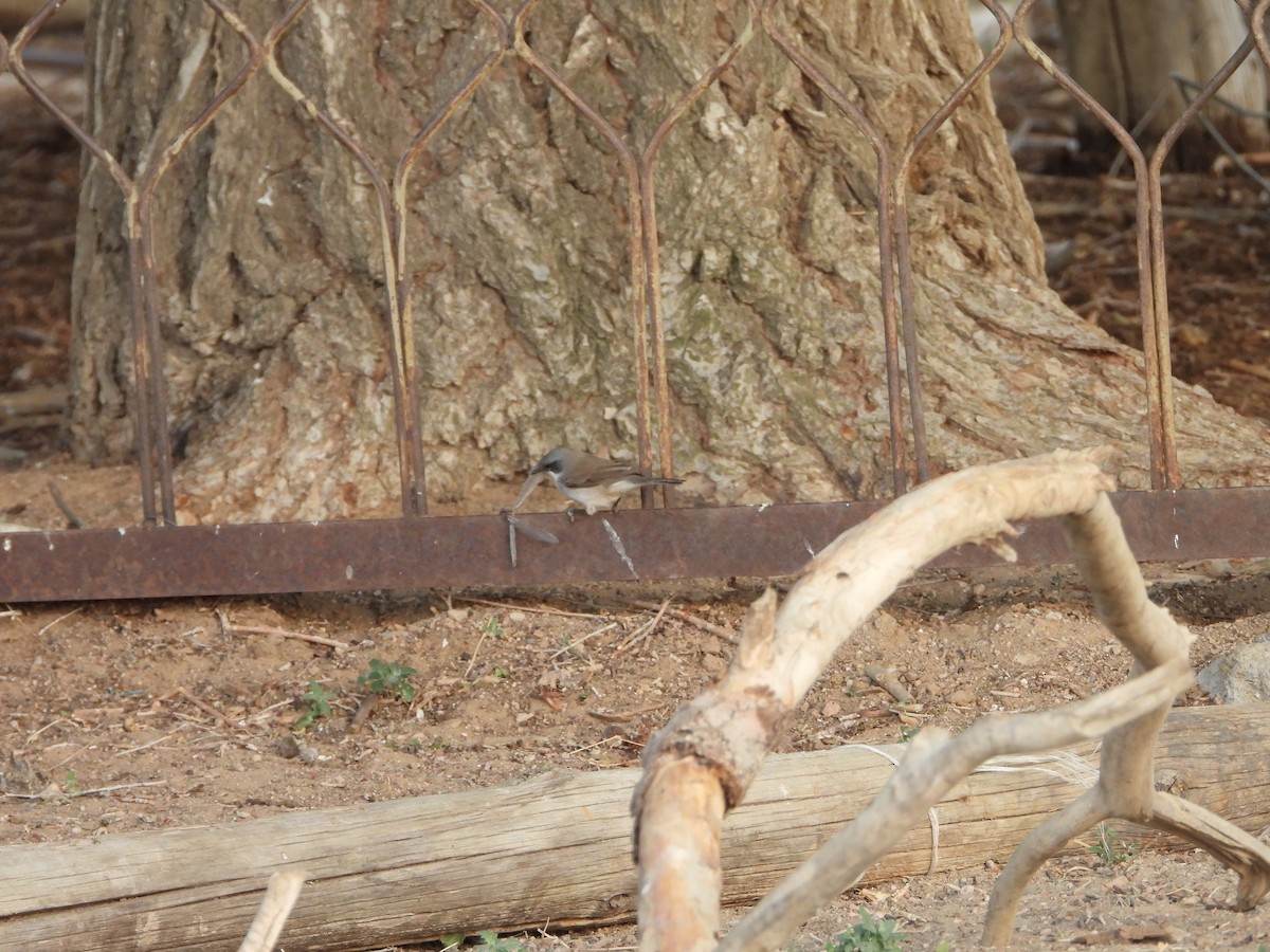 Lesser Whitethroat (Lesser) - ML638349354