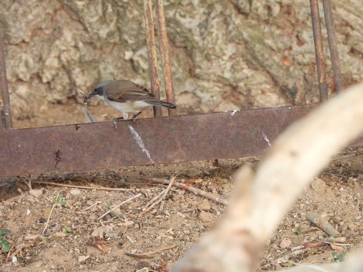 Lesser Whitethroat (Lesser) - ML638349358