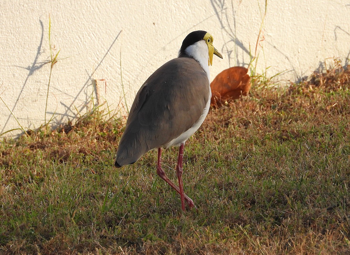 Hegabera maskaraduna - ML638349361