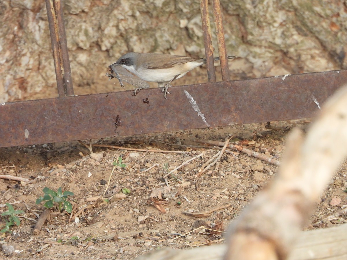 Lesser Whitethroat (Lesser) - ML638349362