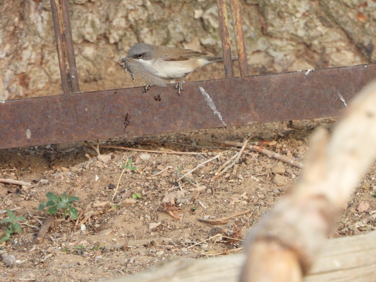 Lesser Whitethroat (Lesser) - ML638349363