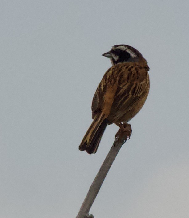 Çayır Çintesi (ciopsis) - ML638349375