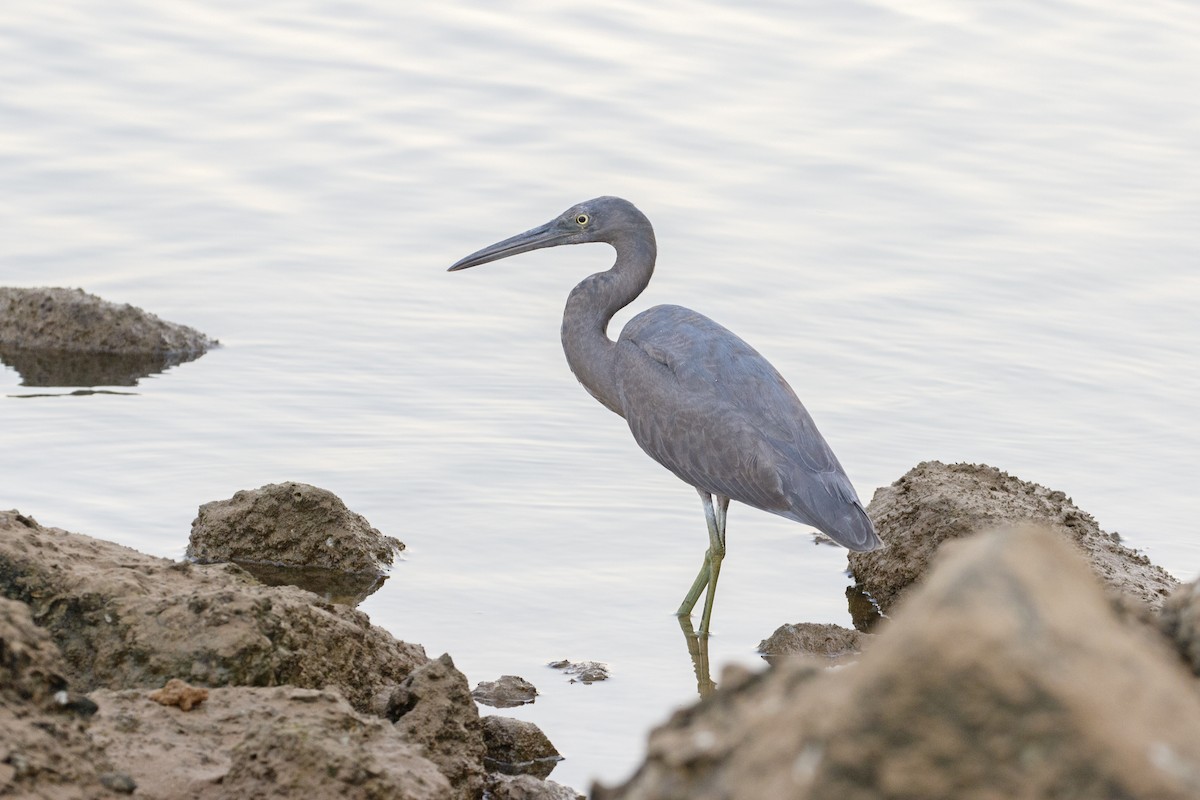 Pacific Reef-Heron - ML638349382