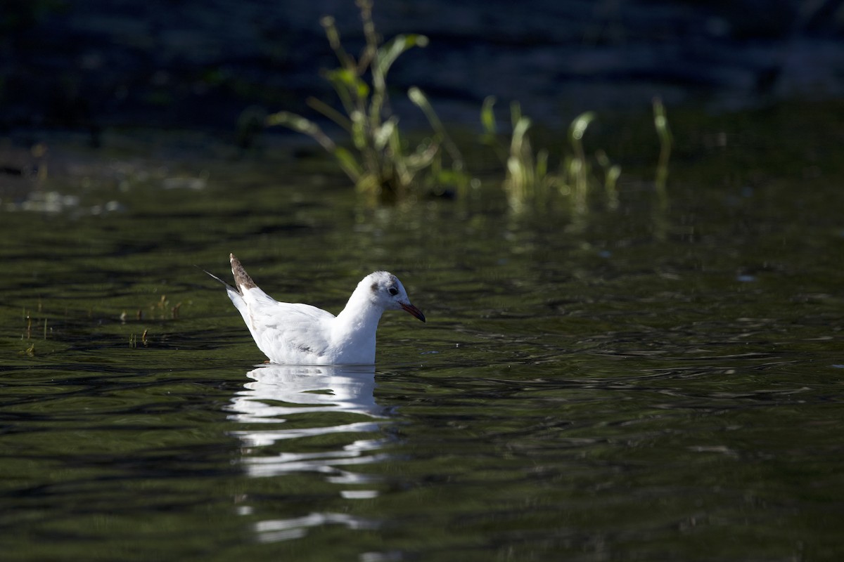Brown-hooded Gull - ML638349402
