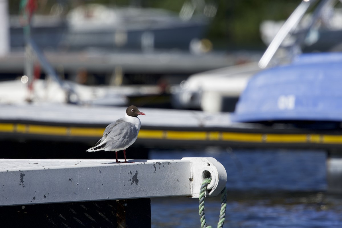 Brown-hooded Gull - ML638349403