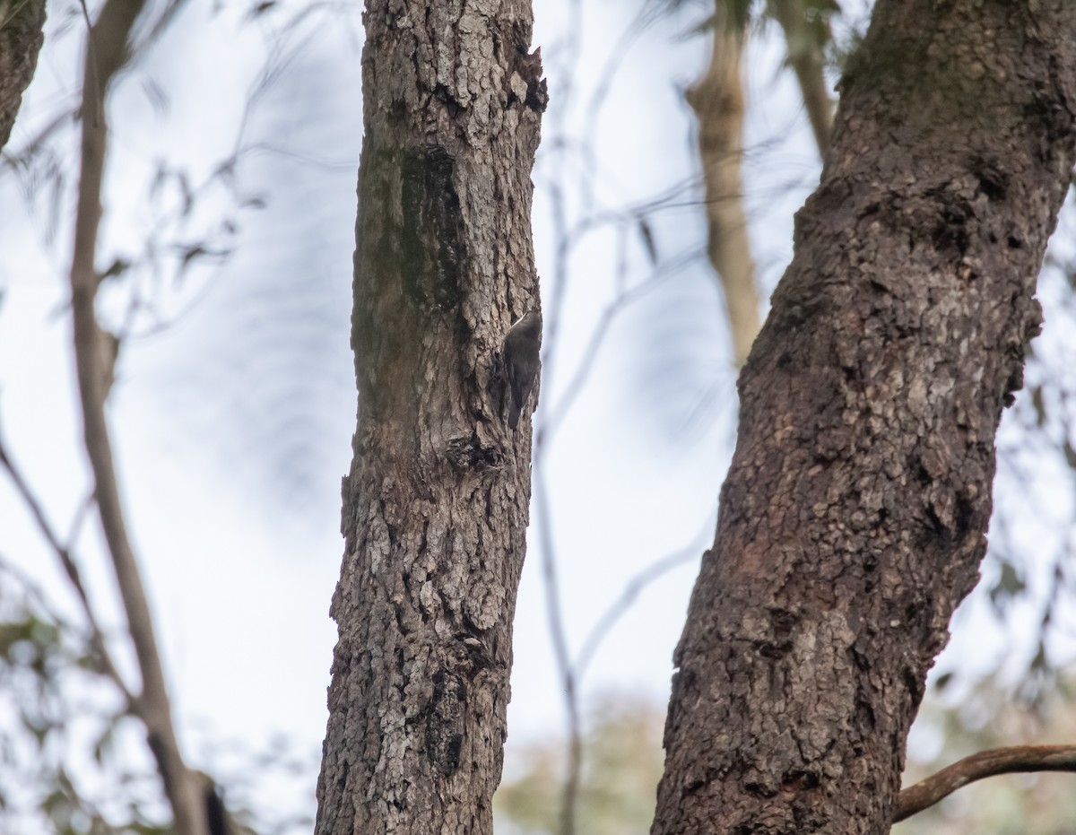 White-throated Treecreeper - ML638349420