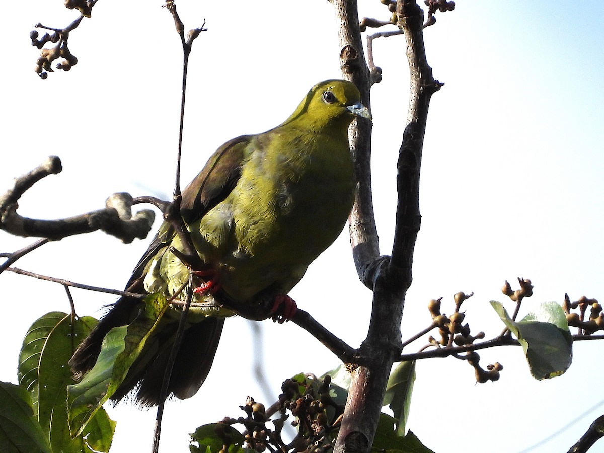 Wedge-tailed Green-Pigeon - ML638349426