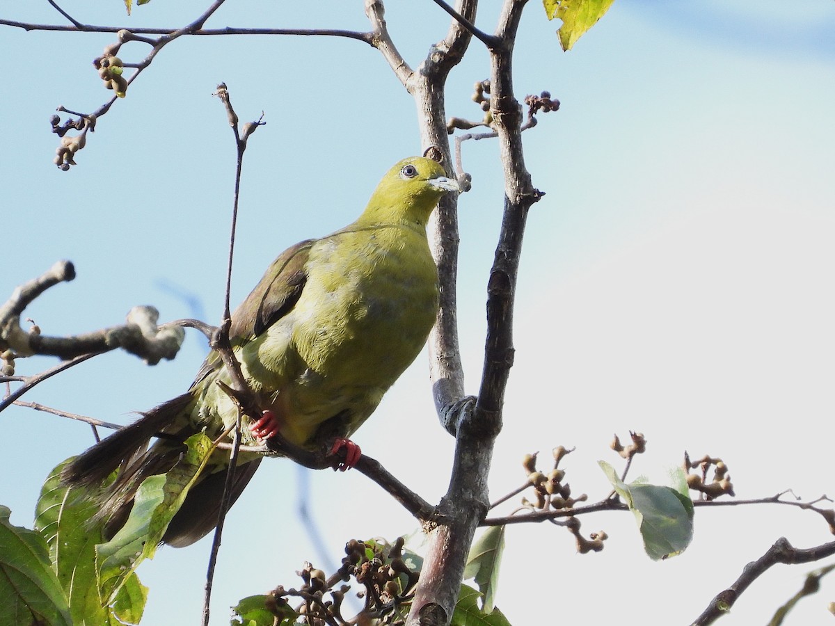 Wedge-tailed Green-Pigeon - ML638349427