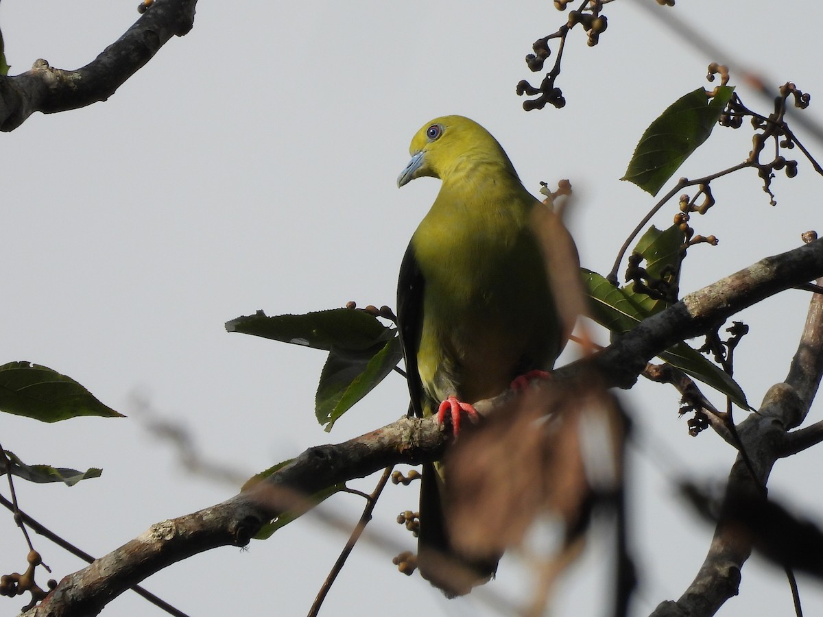 Wedge-tailed Green-Pigeon - ML638349428