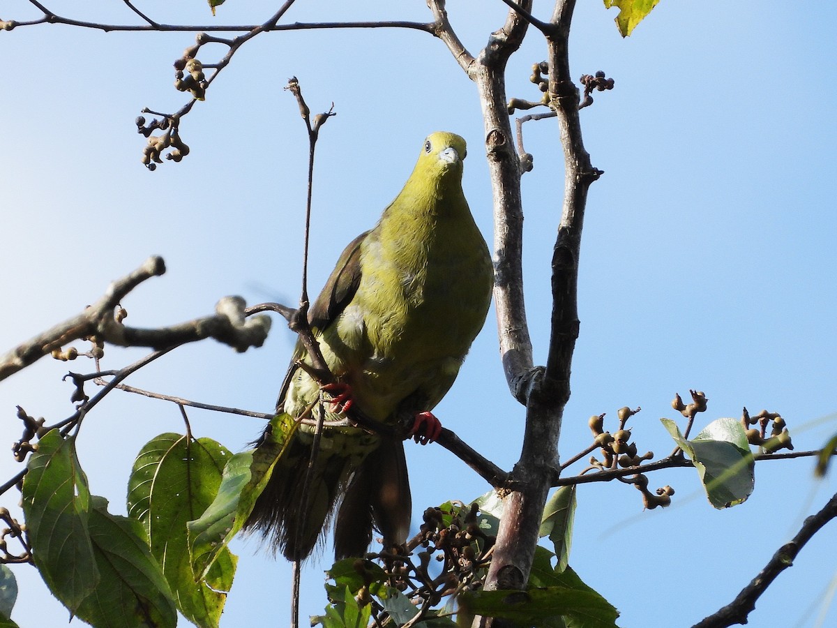 Wedge-tailed Green-Pigeon - ML638349429