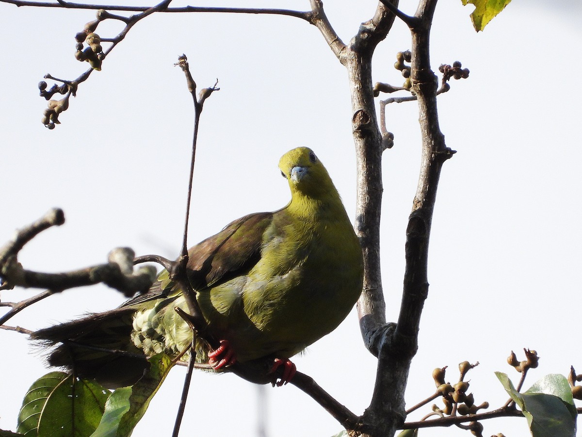 Wedge-tailed Green-Pigeon - ML638349430