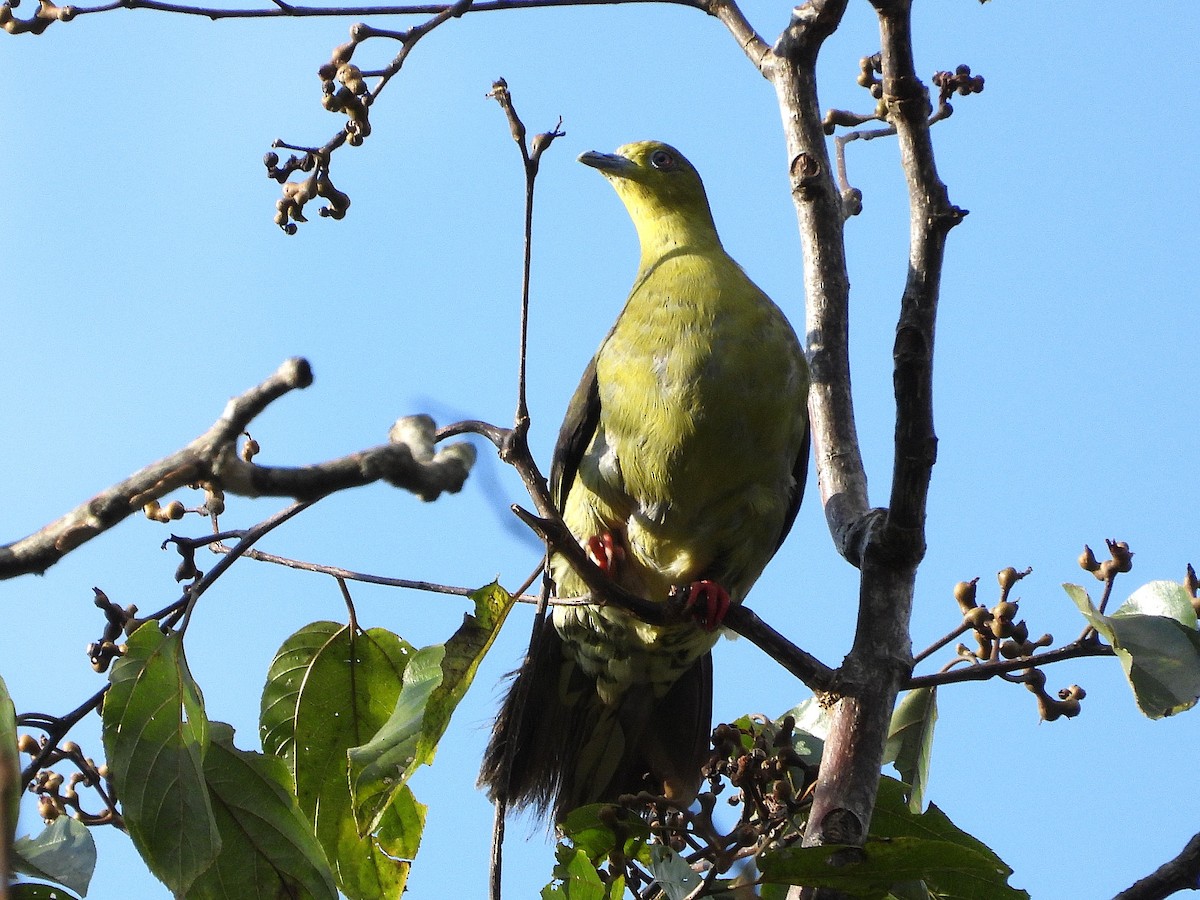 Wedge-tailed Green-Pigeon - ML638349431