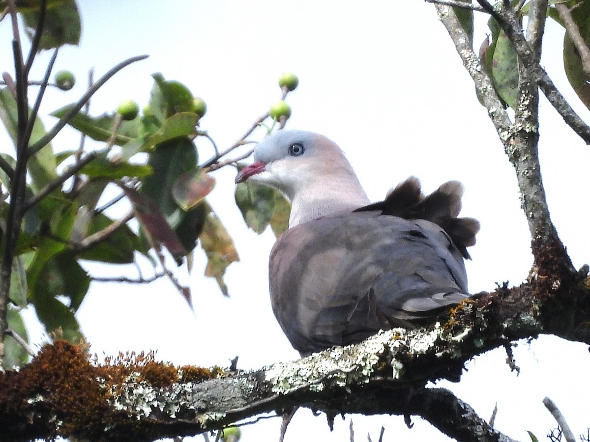 Mountain Imperial-Pigeon - ML638349436