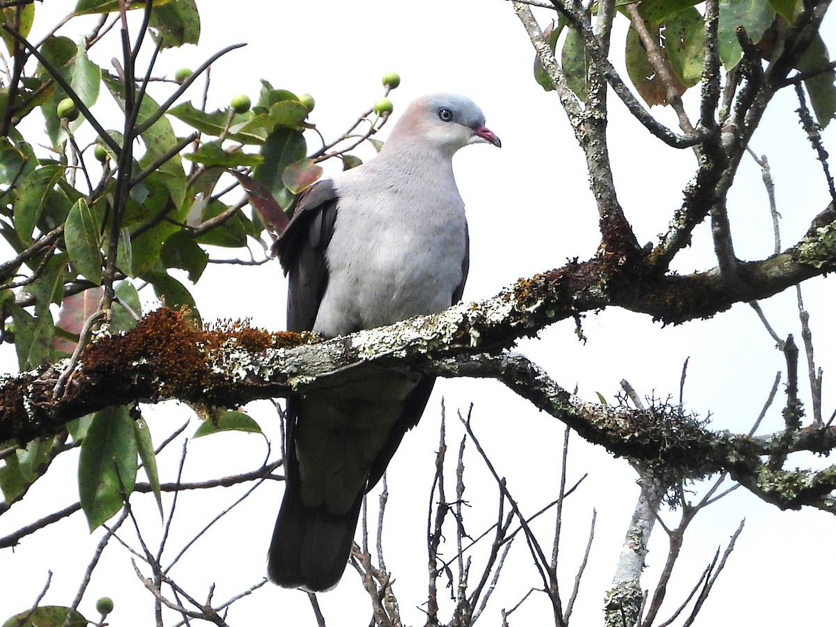 Mountain Imperial-Pigeon - ML638349437