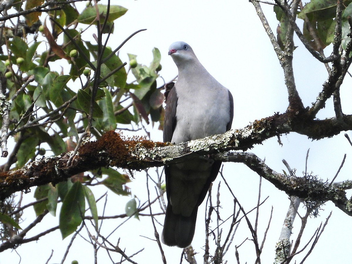 Mountain Imperial-Pigeon - ML638349438