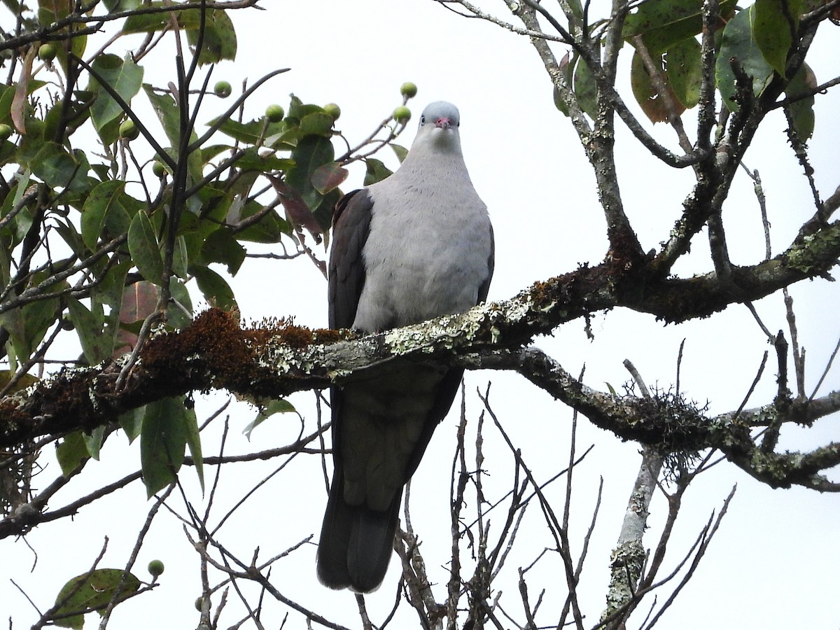 Mountain Imperial-Pigeon - ML638349439