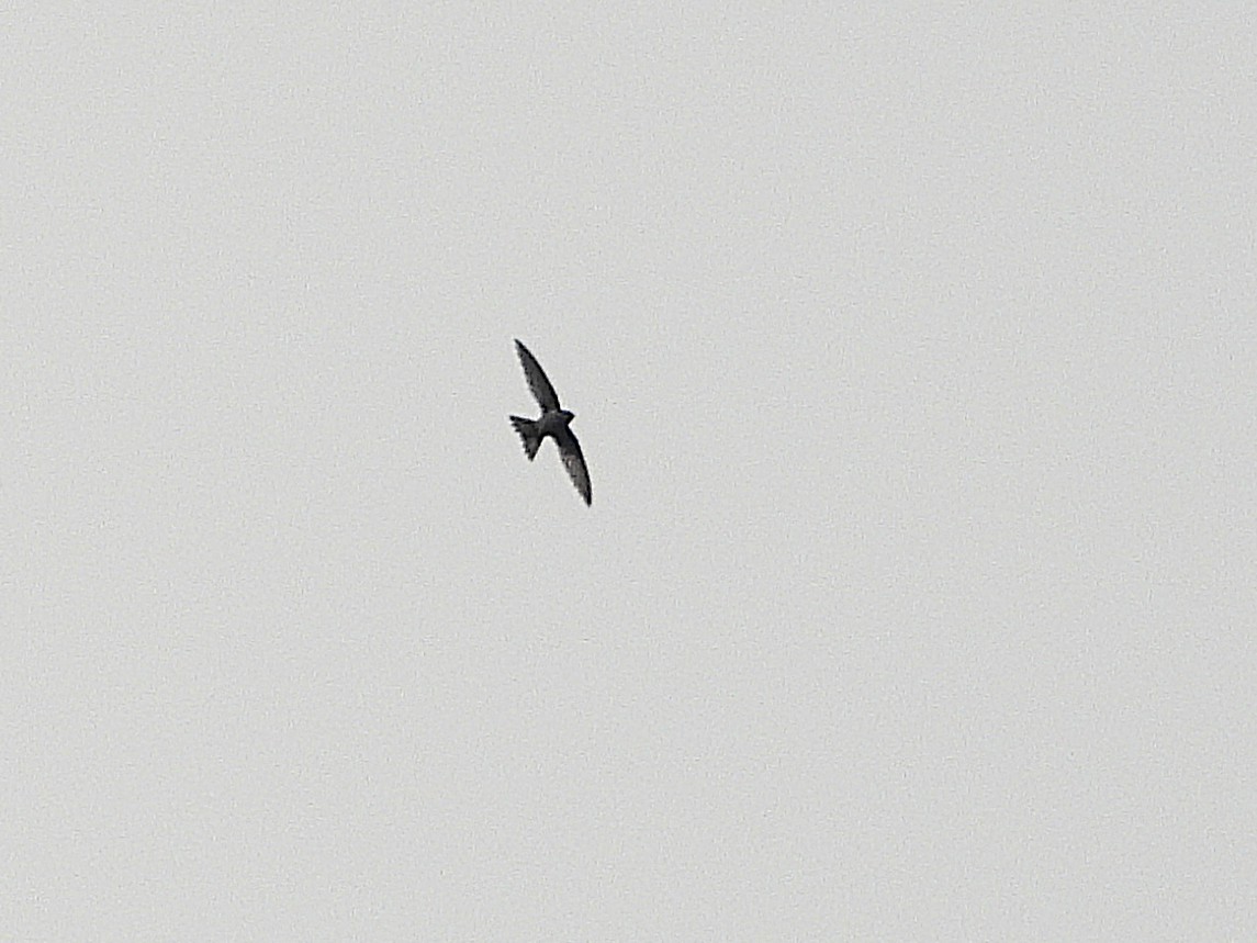 Cook's Swift - ML638349440