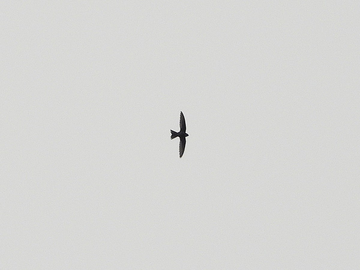 Cook's Swift - ML638349442