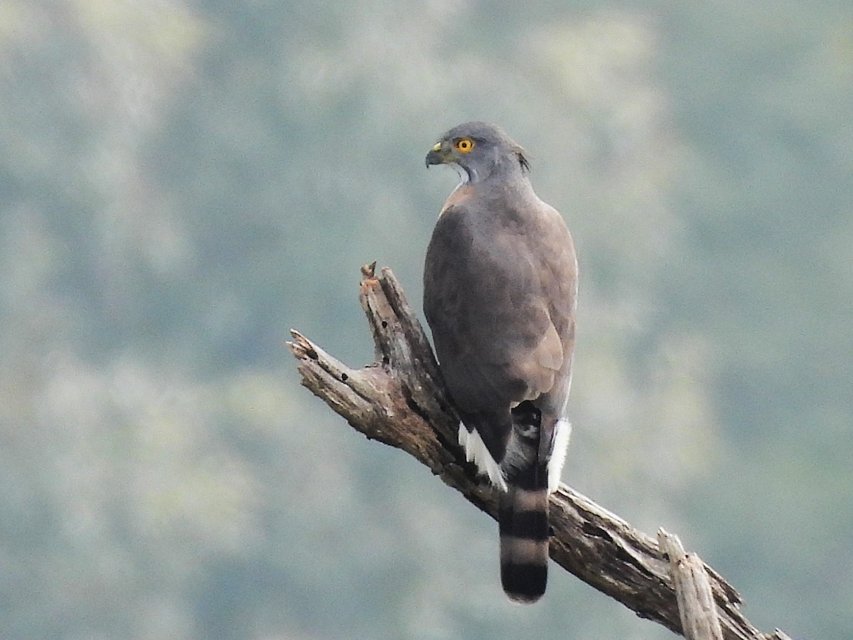 Crested Goshawk - ML638349447