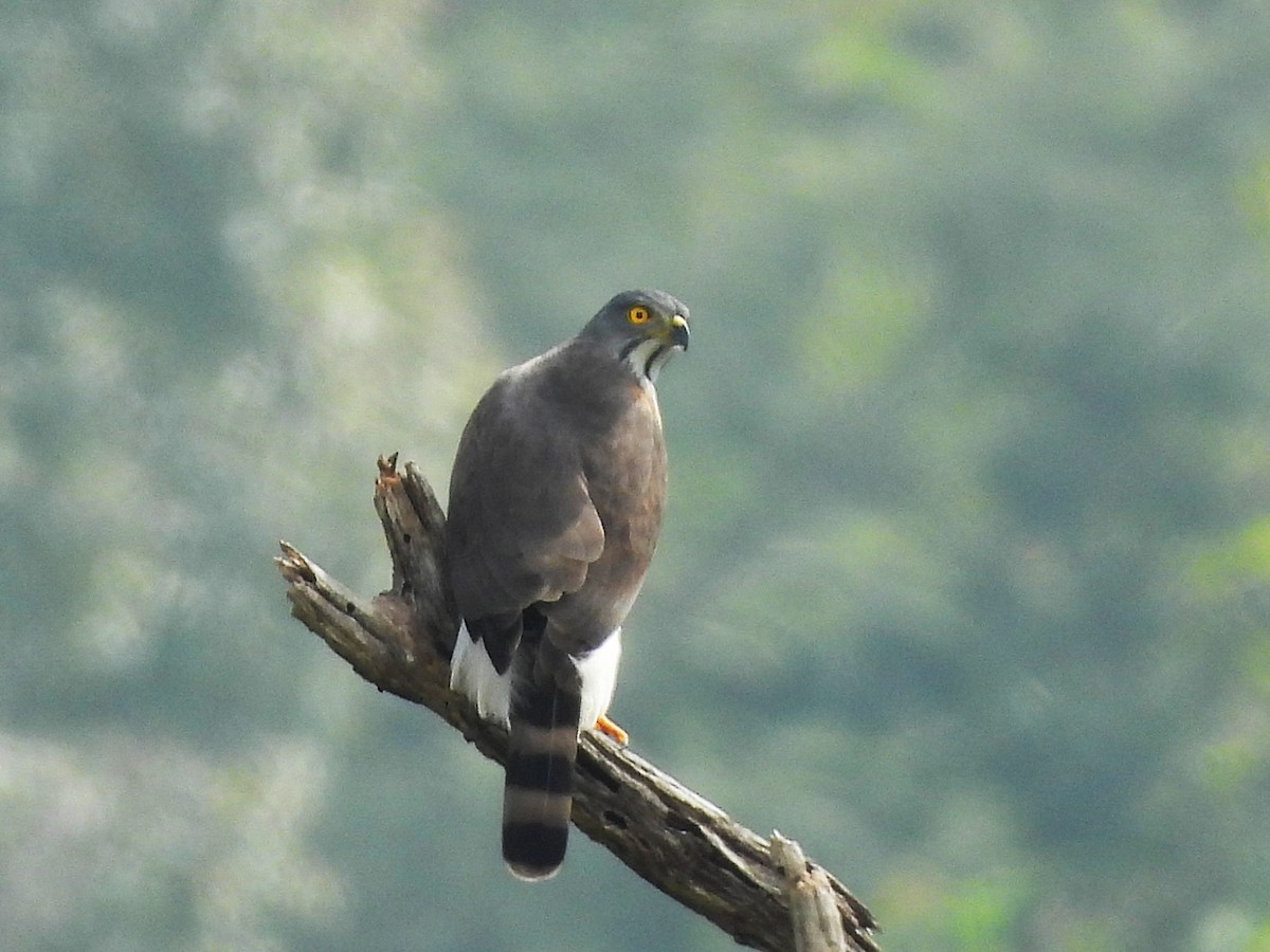 Crested Goshawk - ML638349448