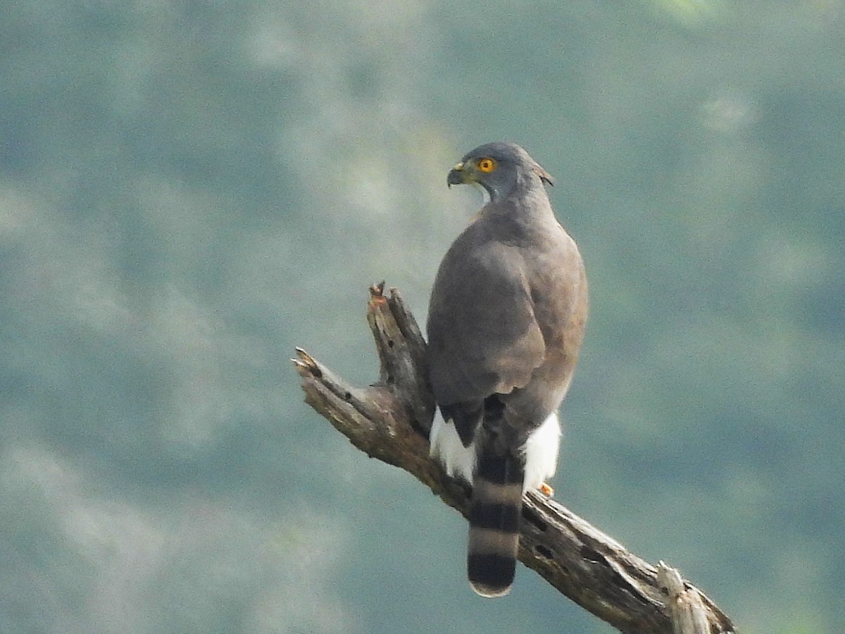 Crested Goshawk - ML638349449