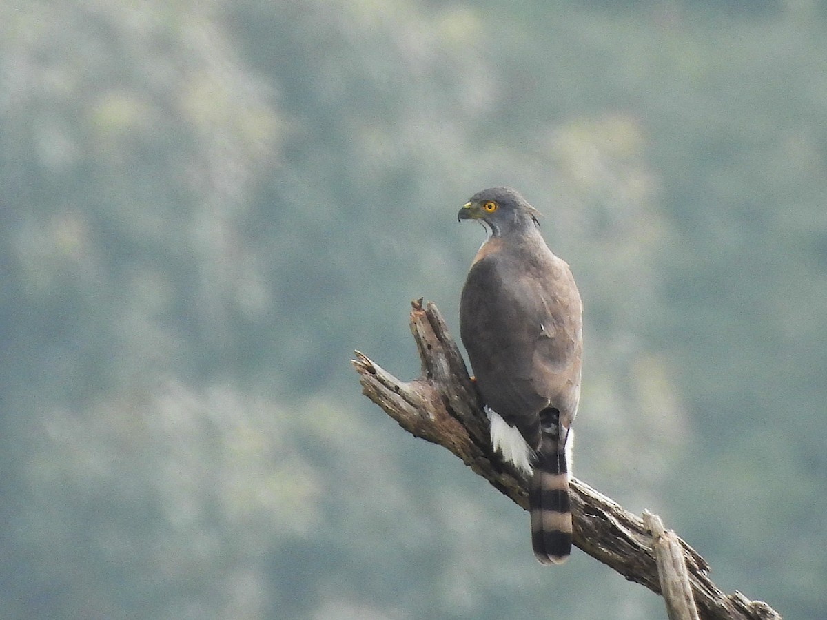 Crested Goshawk - ML638349450
