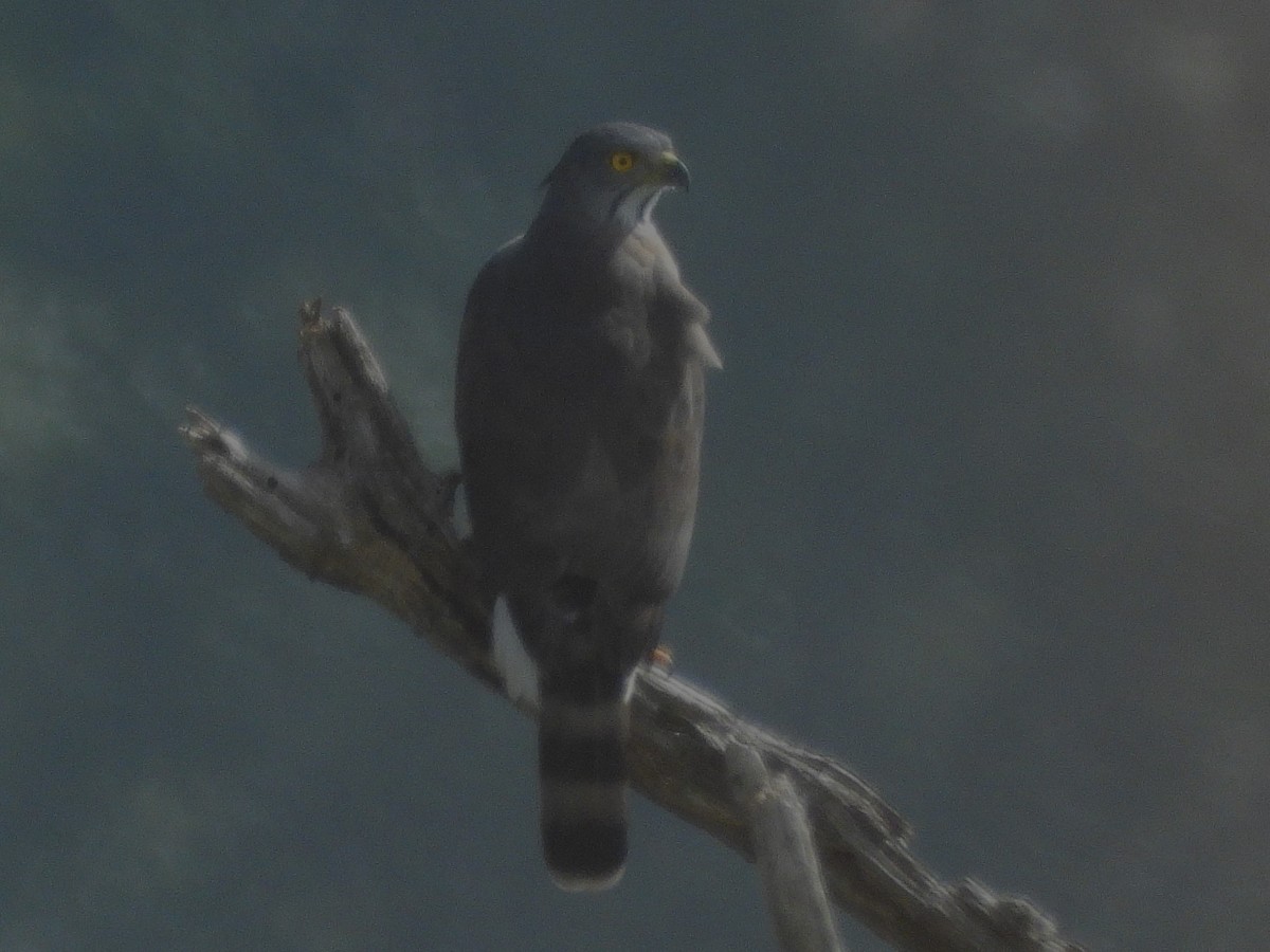 Crested Goshawk - ML638349451