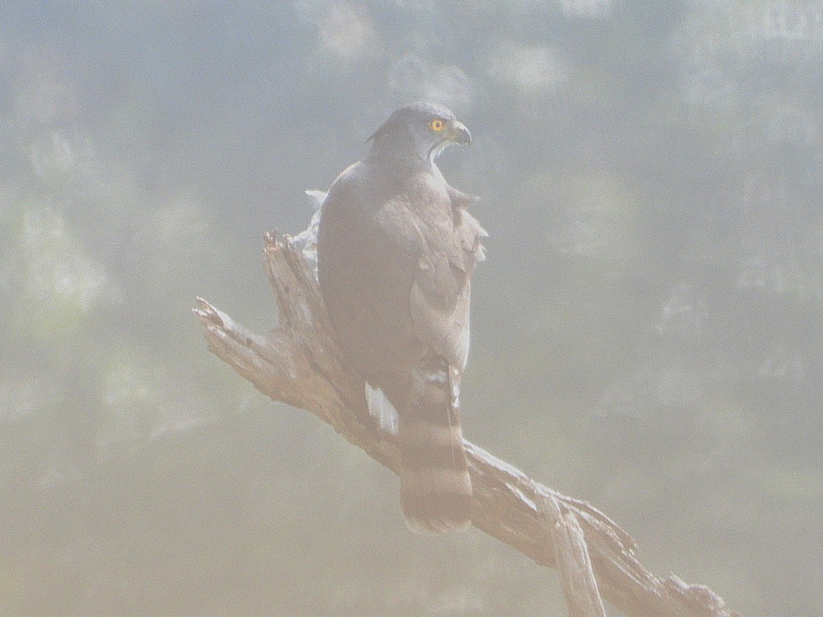 Crested Goshawk - ML638349452