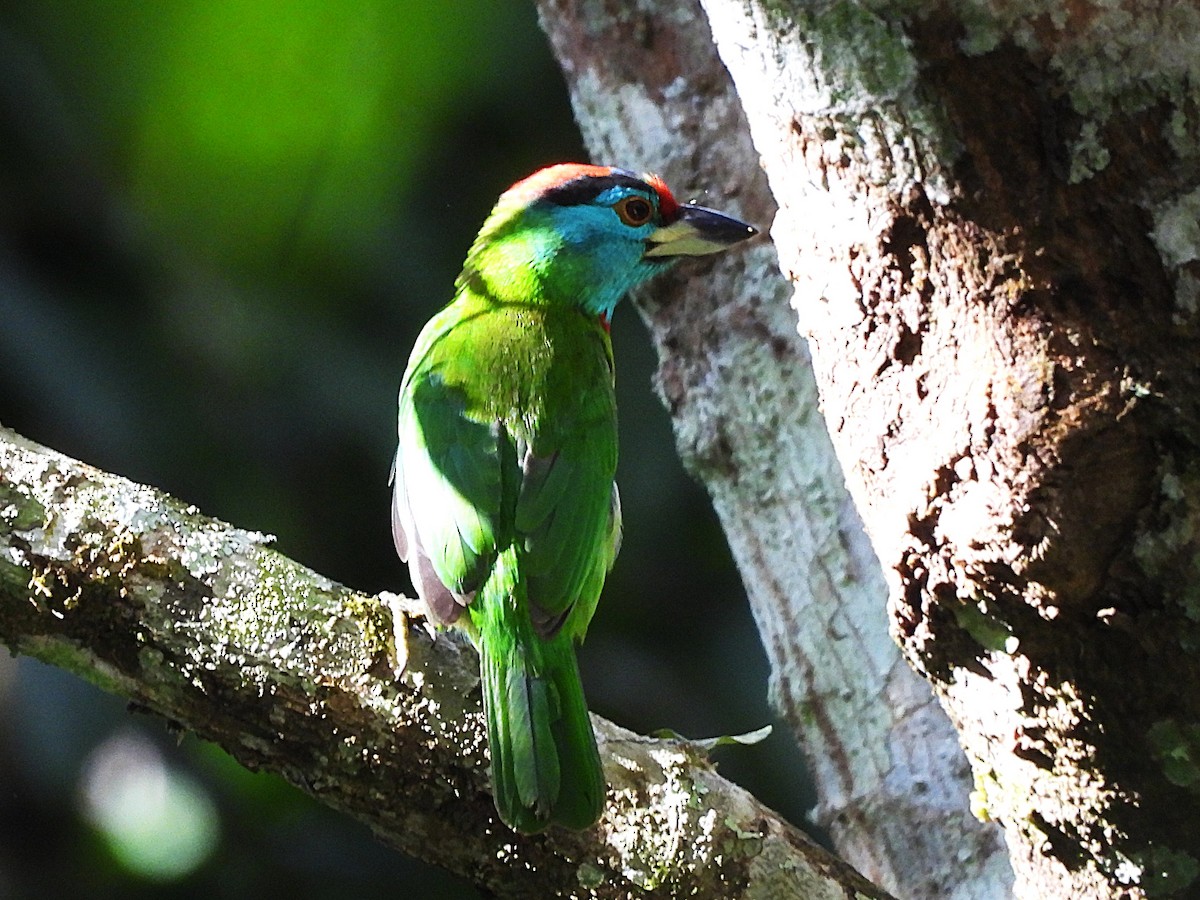 Blue-throated Barbet - ML638349460