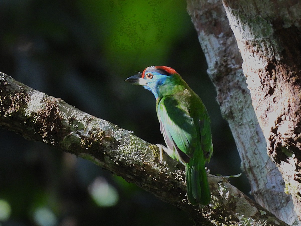 Blue-throated Barbet - ML638349461