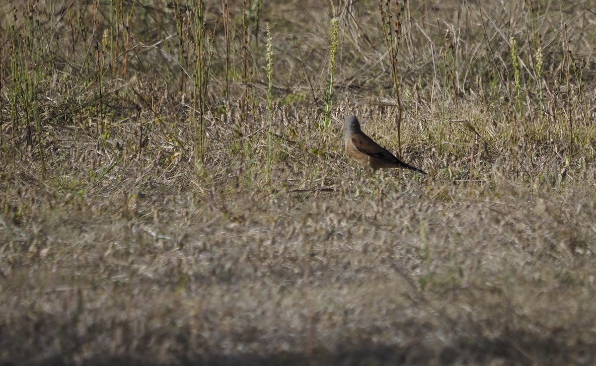Yemen Linnet - ML638349464