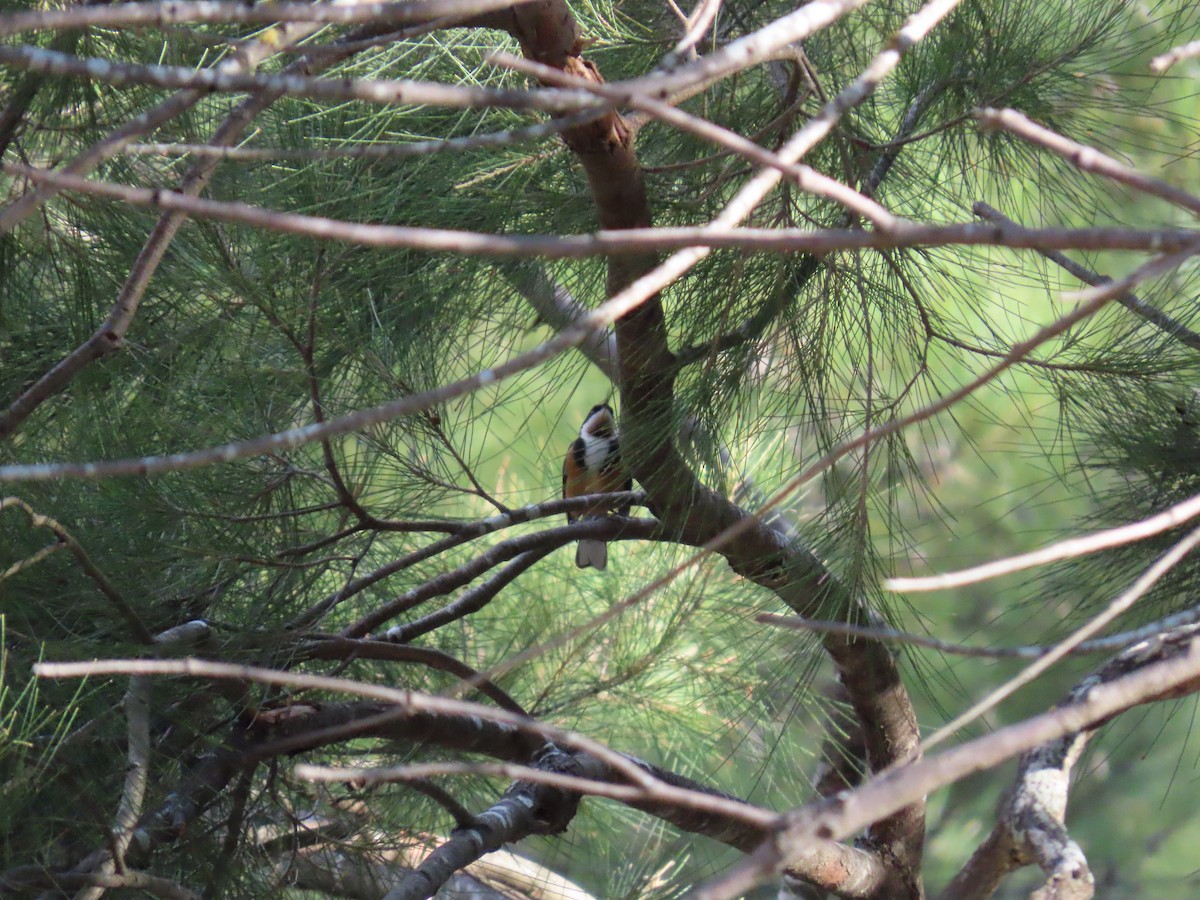 Eastern Spinebill - ML638349466