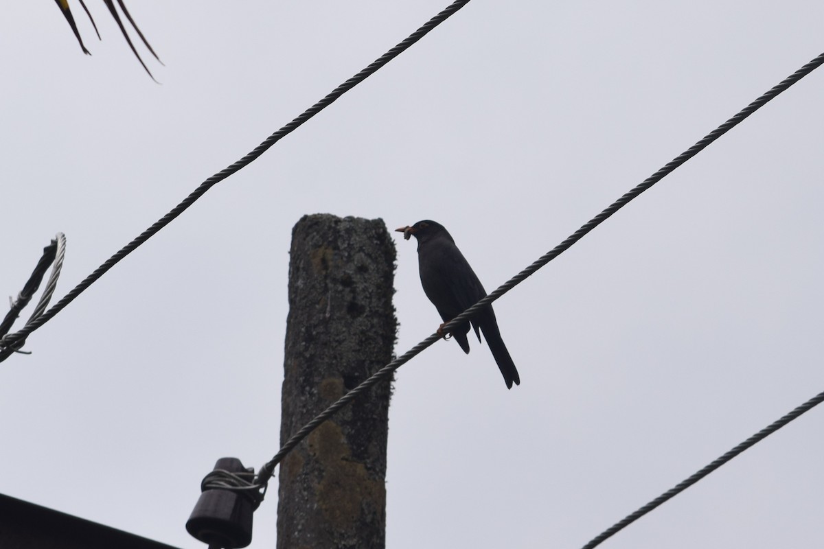 Jungle Myna - ML638349493