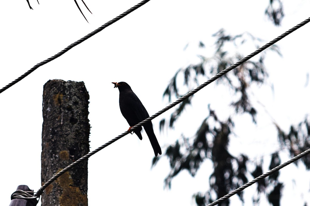Jungle Myna - ML638349494