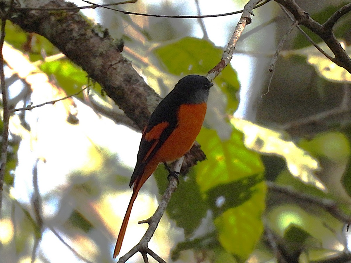 Minivet Gorjigrís - ML638349497