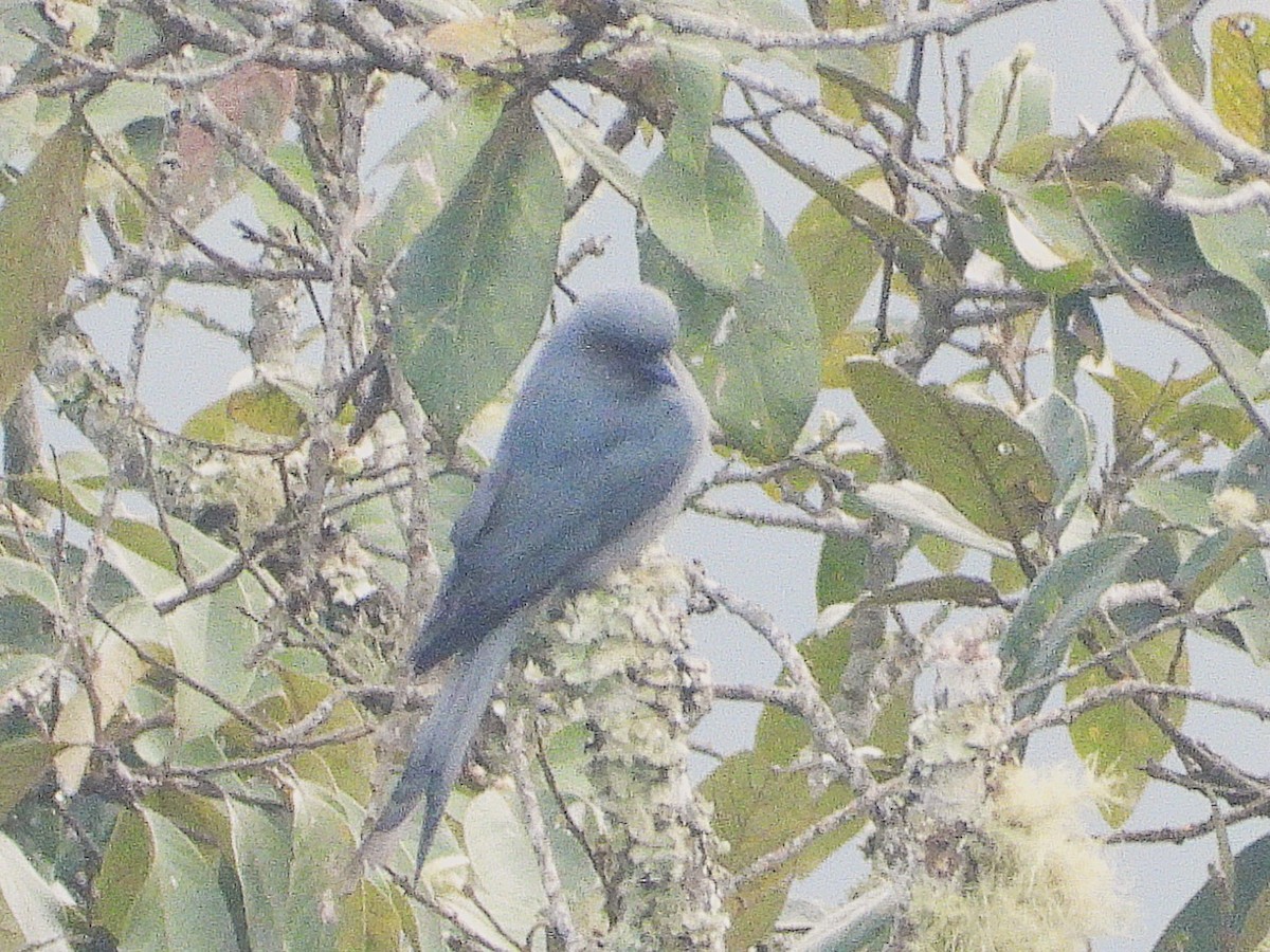 askedrongo - ML638349499