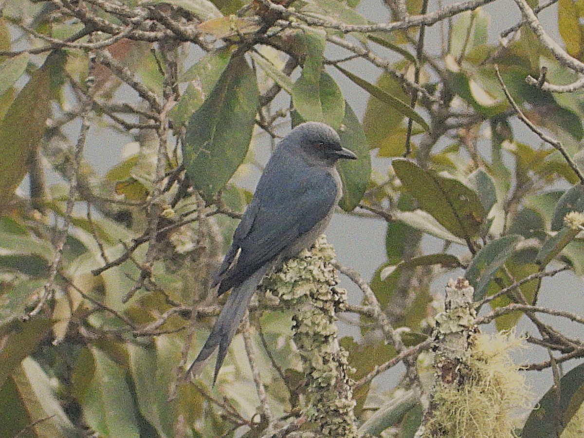 askedrongo - ML638349500