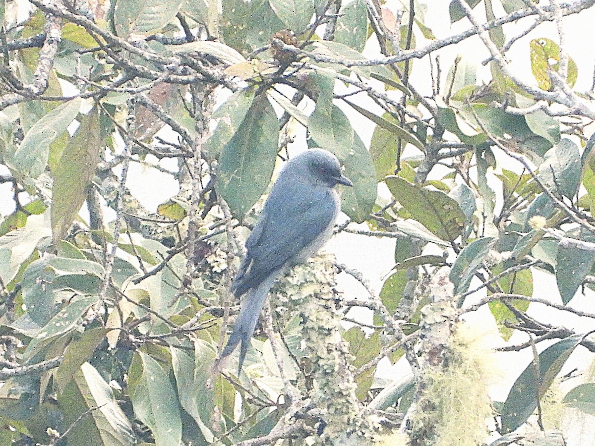 askedrongo - ML638349501