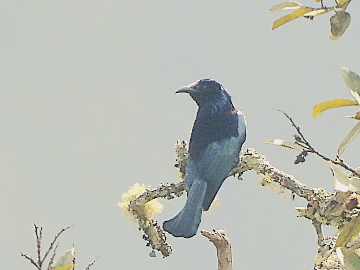Hair-crested Drongo - ML638349505