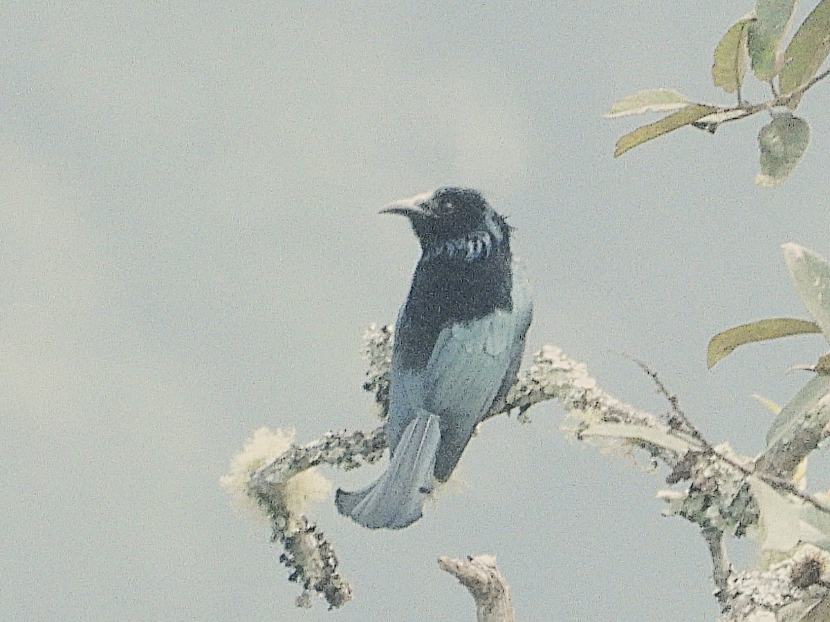 Hair-crested Drongo - ML638349506