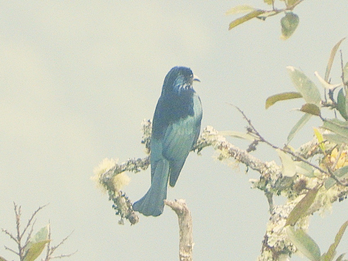 Hair-crested Drongo - ML638349508