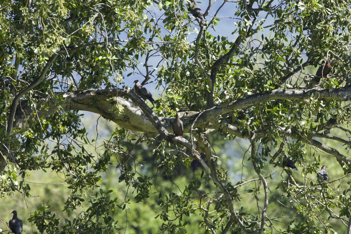 Chilean Pigeon - ML638349510