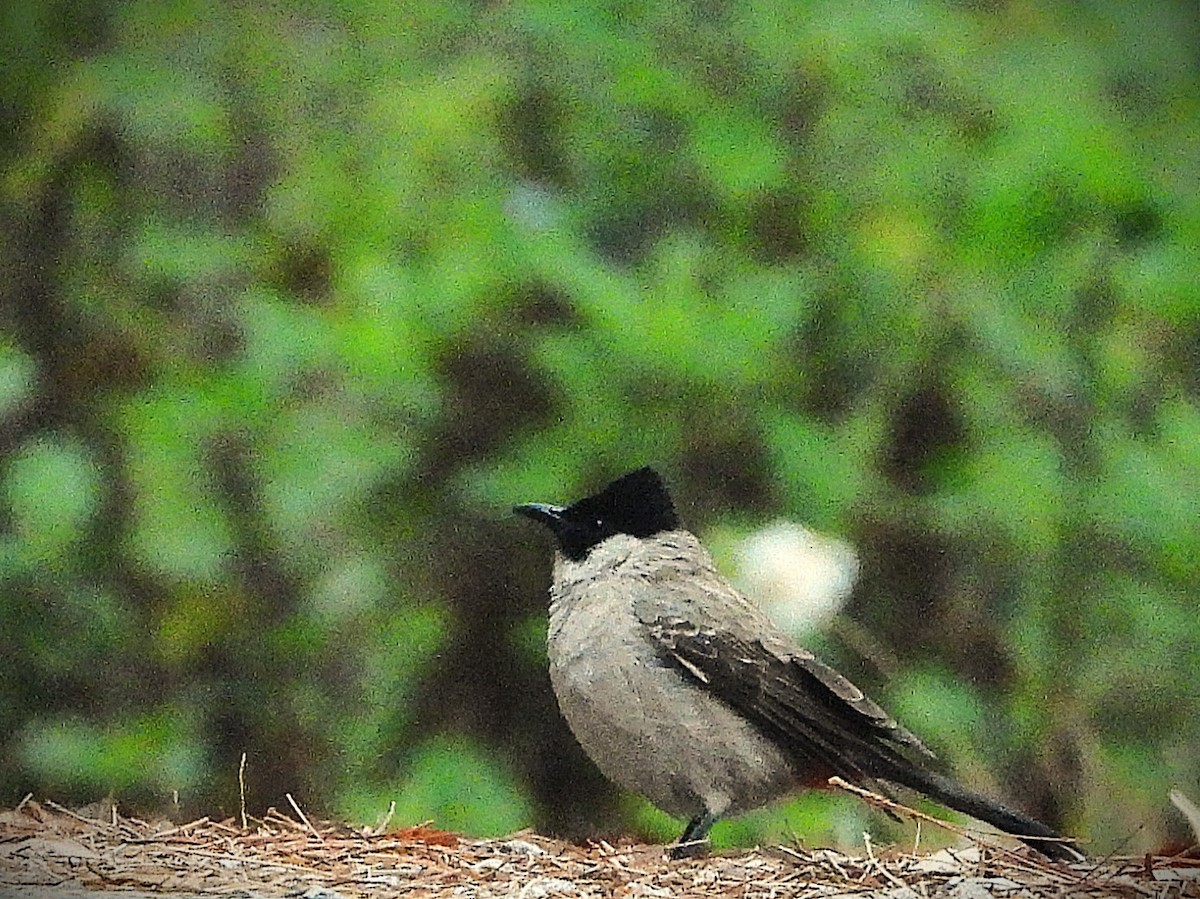 Bulbul Ventridorado - ML638349519