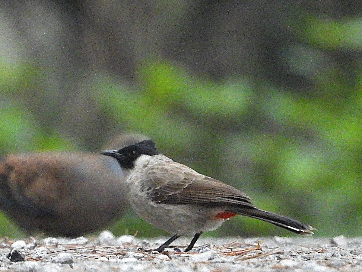 Bulbul Ventridorado - ML638349520
